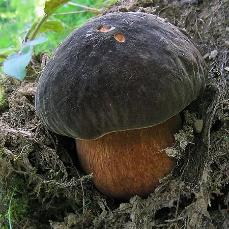 Κατάλυμα σε φάρμα Le Querciole *