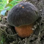 בית חווה Le Querciole *