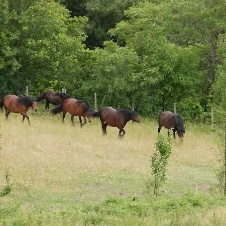 Alojamento de Turismo Rural Le Querciole *