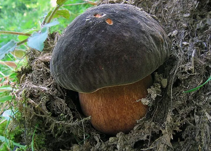 팜스테이 Le Querciole *